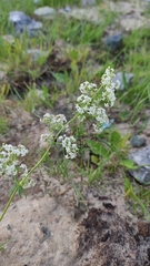 Galium mollugo