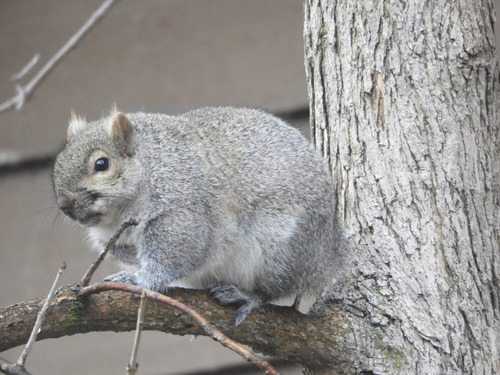 Eastern Gray Squirrel photographed in Wisconsin