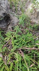 Galium mollugo