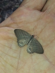 Splendeuptychia salvini