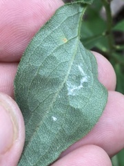 Doellingeria infirma