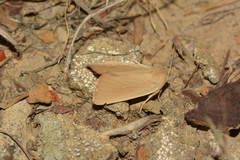 Arenostola phragmitidis