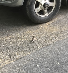 Passer domesticus