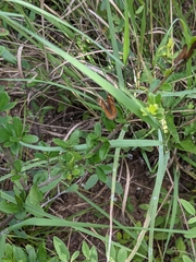 Phyciodes graphica