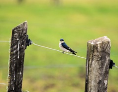 Tachycineta leucopyga