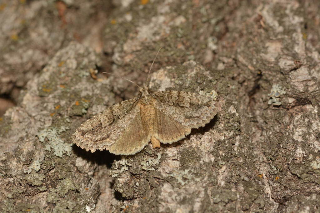 Phidrimana amurensis