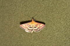 Pyrausta ostrinalis