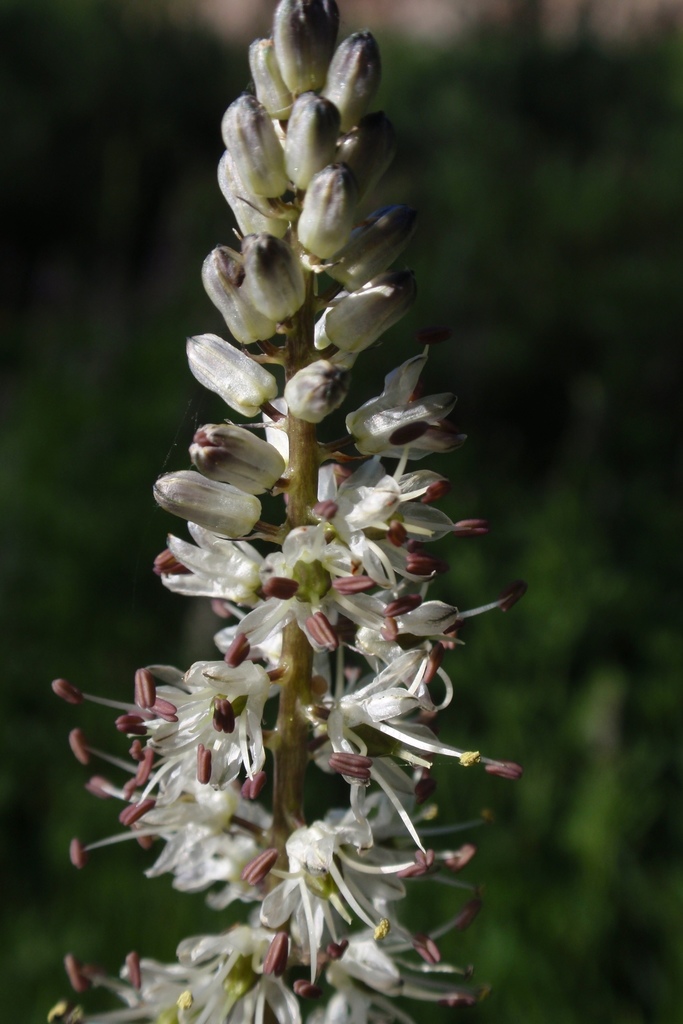 rushlilies