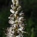 Hastingsia alba - Photo (c) Tom Hilton,  זכויות יוצרים חלקיות (CC BY)