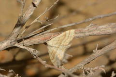 Scopula albiceraria