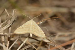 Scopula albiceraria