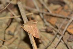 Scopula ochraceata