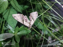 Callambulyx tatarinovii