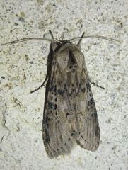 Noctuidae