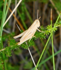 Euchorthippus elegantulus