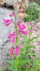 Penstemon triflorus