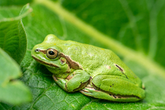 Hyla plicata