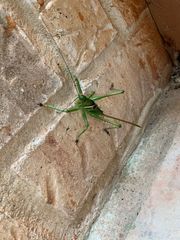 Neobarrettia spinosa