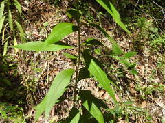 Silphium asteriscus trifoliatum