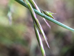 Bromus morrisonensis