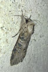 Noctuidae