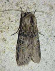 Noctuidae