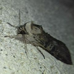 Noctuidae