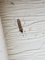 Coquillettidia perturbans