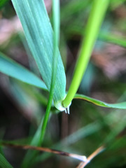Bromus morrisonensis