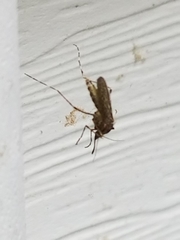 Coquillettidia perturbans