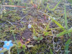 Myosotis cespitosa