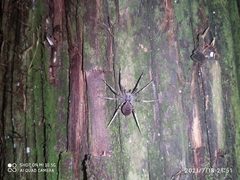 Dolomedes nigrimaculatus