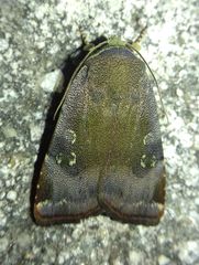 Noctua janthina