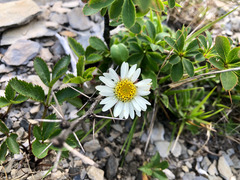 Aster takasagomontanus