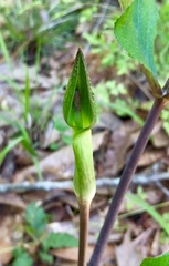 Arisaema triphyllum