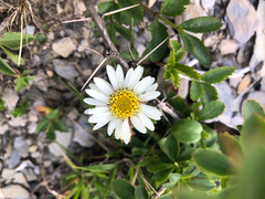 Aster takasagomontanus
