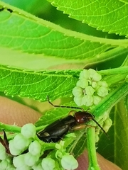 Forficula auricularia