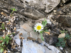 Erigeron morrisonensis morrisonensis