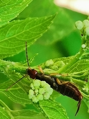 Forficula auricularia