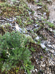 Artemisia oligocarpa