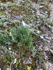 Artemisia oligocarpa
