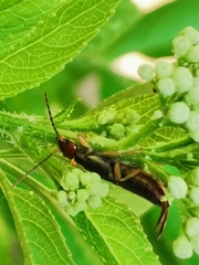 Forficula auricularia