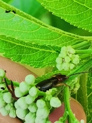 Forficula auricularia