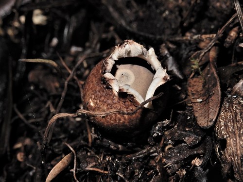 Geastrum (Photo 4 of 5)
