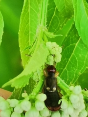 Forficula auricularia