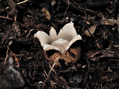 Geastrum (Photo 5 of 5)
