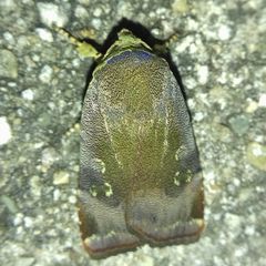 Noctua janthina