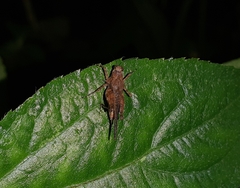 Eucriotettix spinilobus