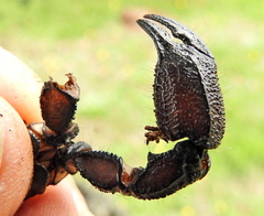 Opisthacanthus capensis
