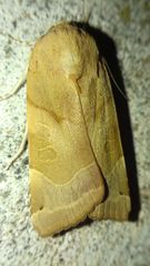 Noctua fimbriata